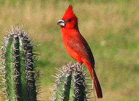 Photo: Cardinal vermillon