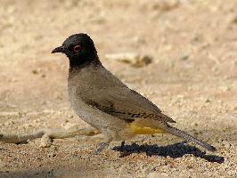 Photo: Bulbul brunoir