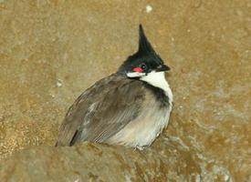 Photo: Bulbul orphée