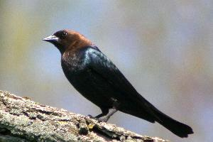 Photo: Vacher à tête brune