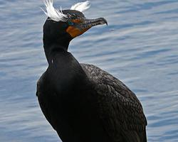 Photo: Cormoran à aigrettes