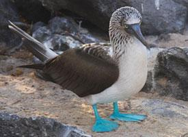 Photo: Fou à pieds bleus