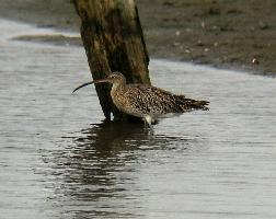 Photo: Courlis cendré