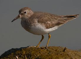 Photo: Bécasseau de temminck