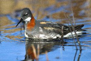 Photo: Phalarope à bec étroit
