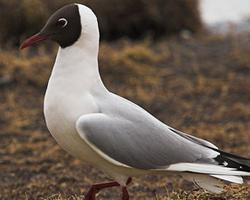 Photo: Mouette rieuse