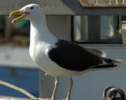 Photo: Goéland marin