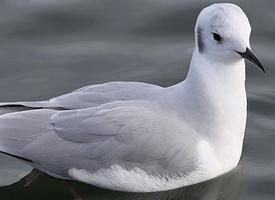 Photo: Mouette de bonaparte