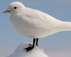 Photo: Mouette blanche