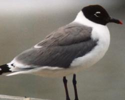 Photo: Mouette de franklin