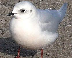 Photo: Mouette rosée