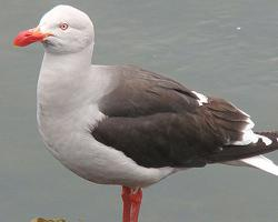 Photo: Dolphin gull