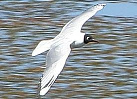 Photo: Mouette des andes