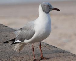Photo: Mouette à tête grise