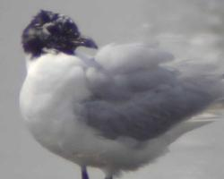 Photo: Mouette de saunders