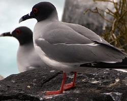 Photo: Mouette à queue fourchue