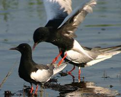 Photo: Guifette leucoptère