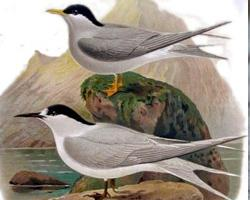 Photo: Guifette des galets