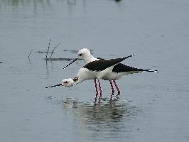 Photo: Échasse blanche