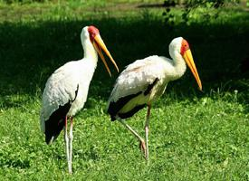 Photo: Tantale ibis