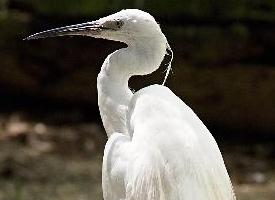 Photo: Aigrette garzette