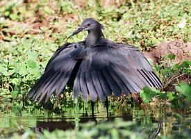 Photo: Aigrette ardoisée