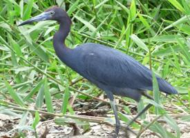 Photo: Aigrette bleue