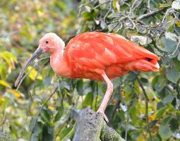 Photo: Ibis rouge