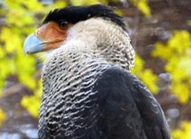 Photo: Caracara huppé