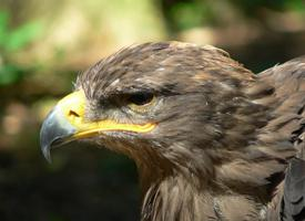 Photo: Aigle des steppes