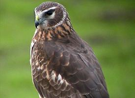 Photo: Hen harrier