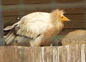 Photo: Vautour percnoptère