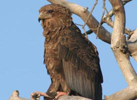 Photo: Bateleur des savanes