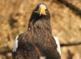 Photo: Pygargue empereur