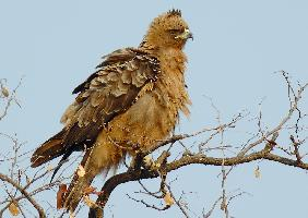 Photo: Aigle de wahlberg
