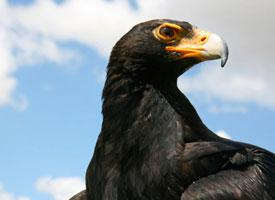 Photo: Aigle de verreaux