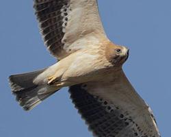 Photo: Aigle botté