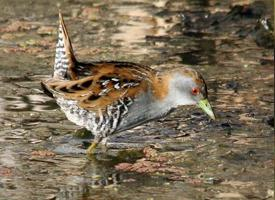 Photo: Marouette de baillon