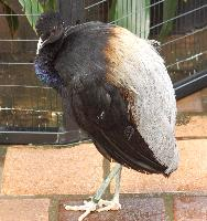 Photo: Agami trompette