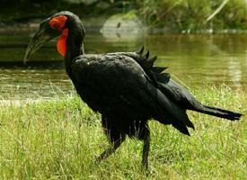 Photo: Bucorve du sud