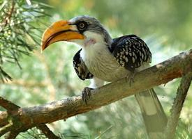 Photo: Calao leucomèle