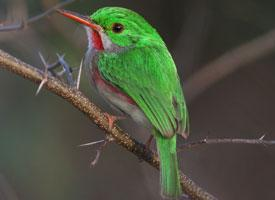 Photo: Todier de jamaïque
