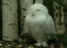 Photo: Harfang des neiges