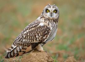 Photo: Hibou des marais