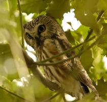 Photo: Petite nyctale