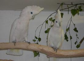 Photo: Cacatoès de ducorps