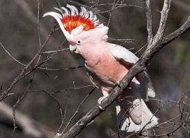 Photo: Cacatoès de leadbeater