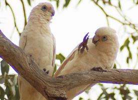 Photo: Cacatoès corella