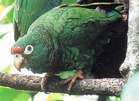 Photo: Amazone de porto rico