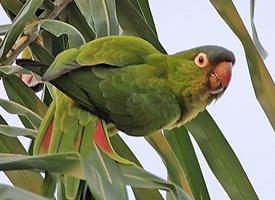 Photo: Conure à tête bleue